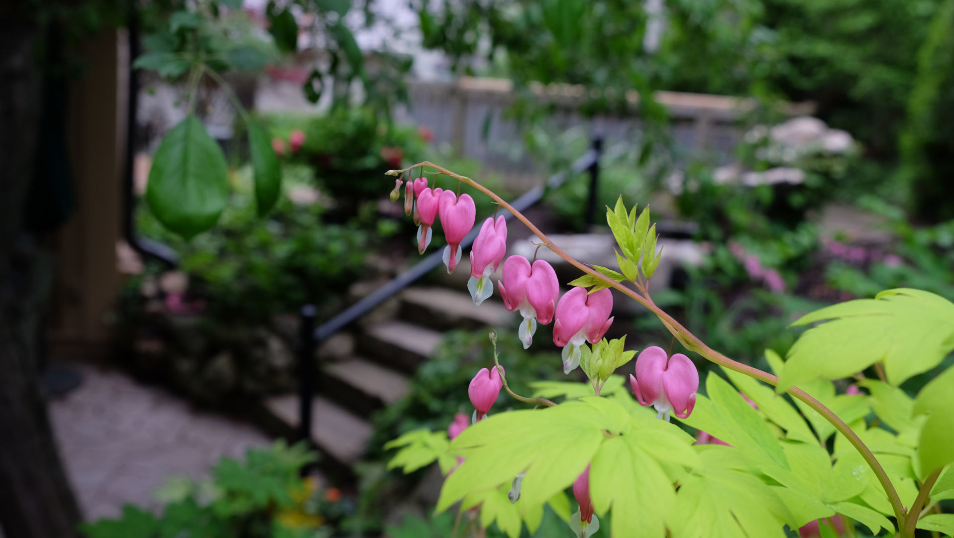 Lower-courtyard_Bleeding-heart_0064.jpg